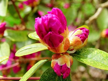 Close-up of pink rose flower