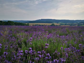 Purple flowering plants on field against sky