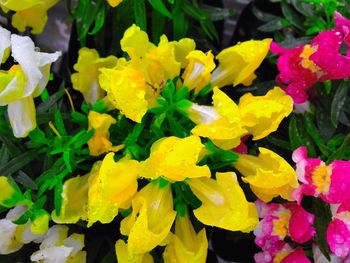Close-up of yellow flower