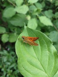 Close-up of insect on leaf