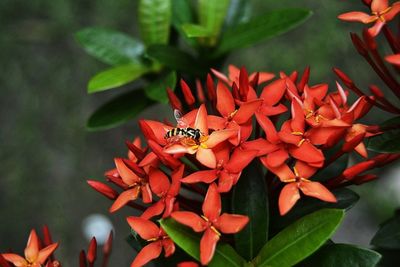 Close-up of red flower