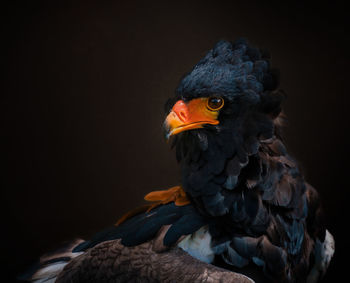 Close-up of a bird looking away