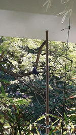 View of bird against plants