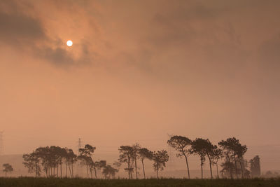 Silhouette of trees at sunset