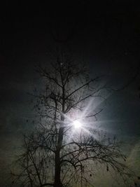 Low angle view of silhouette bare trees against sky