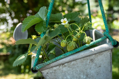Close-up of potted plant