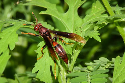 Close-up of insect on plant