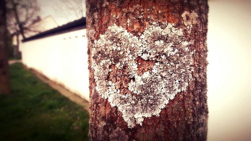 Close-up of wooden tree trunk