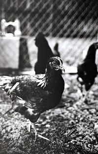 Close-up of rooster