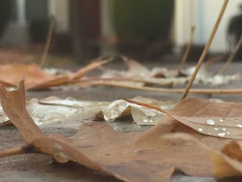 Close up of leaf