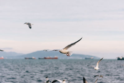 Seagulls flying over sea against sky