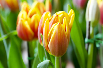 Close-up of yellow tulip blooming outdoors