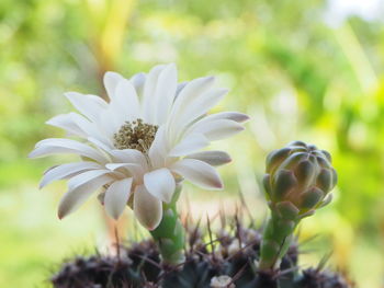 Close-up of white flowering plant