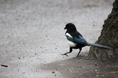 Close-up of bird perching outdoors