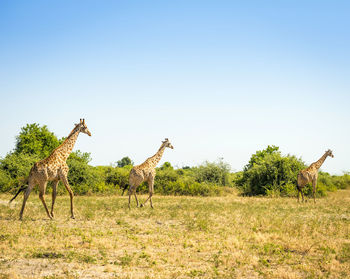 Giraffe standing on field against clear sky