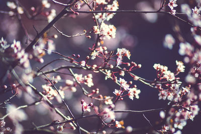 Apple blossoms in spring