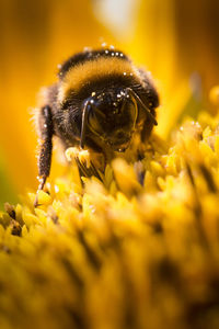 Close-up of bee pollinating on yellow flower