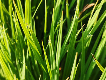 Close-up of grass with dew in field