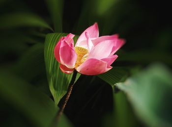 Close-up of pink flowers