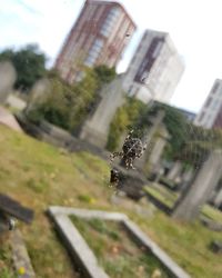 Close-up of spider on web against sky