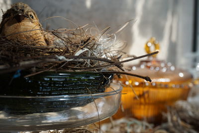 Close-up of artificial bird in nest