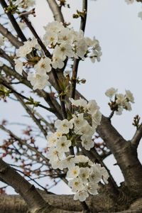 Close-up of white cherry blossoms in spring