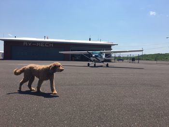 Dog on road