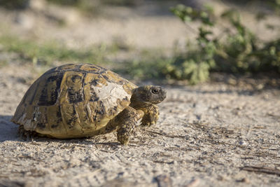 Wild and free hermann's tortoise, testudo hermanni crawling outdoors in bulgaria.