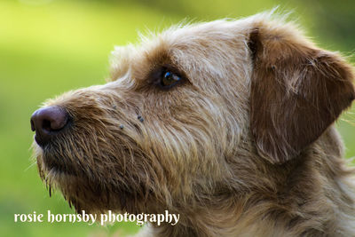 Close-up of dog