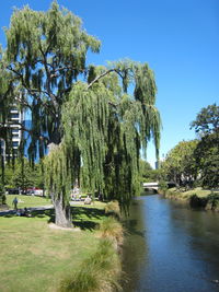 Trees and plants in park against sky