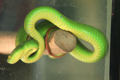 A snake named sea carcass, also commonly known as a green viper is a type of dangerous venomous.