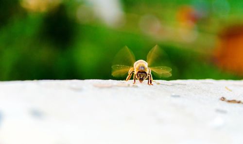 Close-up of ant on the ground