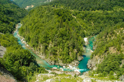 High angle view of river amidst trees