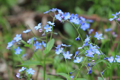 Close-up of purple flowering plants on field