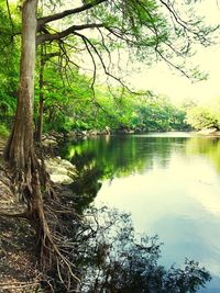 Reflection of trees in lake