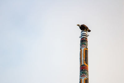 Low angle view of eagle perching on pole against clear sky