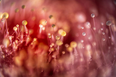 Close-up of wet pink flower