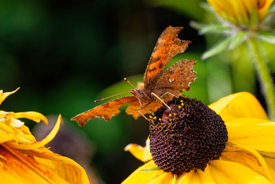 Close-up of butterfly pollinating on yellow flower