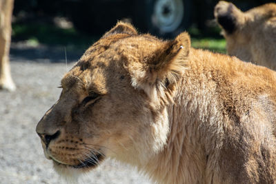 Close-up of cat in zoo