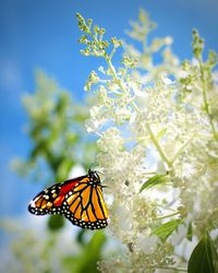 Close-up of butterfly pollinating on flower