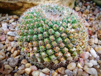 Close-up of cactus growing on field