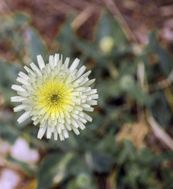 Close-up of daisy flowers