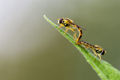 Close-up of insect on leaf