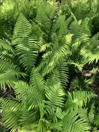 Close-up of fern leaves