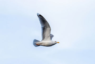 Low angle view of seagull flying