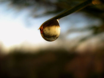 Close-up of insect on tree against sky