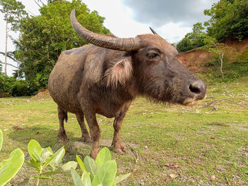 Buffalo standing on field