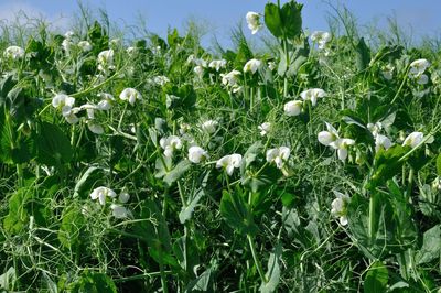 Close-up of white flowering plants on field