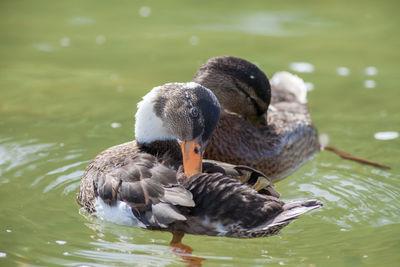 Ducks in a lake