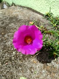 Close-up of pink flower